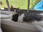 Adopt Genevieve a Gray, Blue or Silver Tabby Domestic Shorthair / Mixed (short