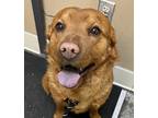 Adopt Dean a Mixed Breed (Medium) / Mixed dog in Spokane Valley, WA (38887015)