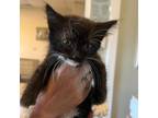Adopt Minnie a All Black Domestic Mediumhair / Mixed cat in St.Jacob