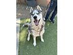 Adopt Buddy a Gray/Silver/Salt & Pepper - with White Siberian Husky / Mixed dog