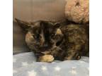 Adopt Audrey Franklin a Tortoiseshell Domestic Shorthair / Mixed cat in