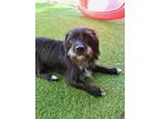Adopt Jax a Black - with White Terrier (Unknown Type, Small) / Mixed dog in