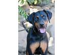 Adopt Merci a Black - with Tan, Yellow or Fawn Doberman Pinscher / Mixed dog in