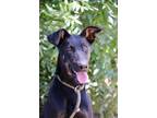 Adopt Freya a Black - with Tan, Yellow or Fawn Doberman Pinscher / Mixed dog in