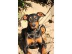 Adopt Mia a Black - with Tan, Yellow or Fawn Doberman Pinscher / Mixed dog in