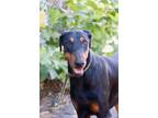 Adopt Quinn a Black - with Tan, Yellow or Fawn Doberman Pinscher / Mixed dog in