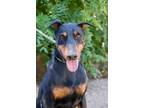 Adopt Eli a Black - with Tan, Yellow or Fawn Doberman Pinscher / Mixed dog in