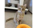 Adopt Harbinger a Orange or Red Domestic Shorthair / Mixed cat in Kanab