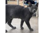 Adopt Erie a Gray or Blue Domestic Shorthair / Mixed cat in Kanab, UT (38886260)