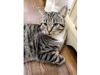 Adopt Zyon a Gray or Blue Tabby / Mixed (short coat) cat in Bellwood