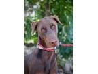Adopt Gravy a Brown/Chocolate - with Tan Doberman Pinscher / Mixed dog in