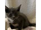 Adopt Astra a Gray or Blue Domestic Shorthair / Mixed cat in Mocksville