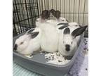 Adopt Saturday a Californian / Mixed rabbit in League City, TX (38886043)