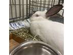 Adopt Cinnabun a Californian / Mixed rabbit in League City, TX (38886035)