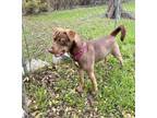 Adopt Skye 12-3-22 a Brown/Chocolate Labrador Retriever / Husky / Mixed dog in