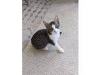 Adopt Meowth a Tiger Striped Domestic Shorthair (short coat) cat in Mililani