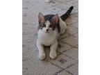 Adopt Mewtwo a Tiger Striped Domestic Shorthair (short coat) cat in Mililani