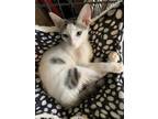 Adopt Alika a White (Mostly) Domestic Shorthair (short coat) cat in Mililani