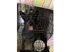 Adopt Lady a Black - with Gray or Silver Australian Cattle Dog / Mixed dog in