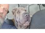 Adopt TAO a Gray/Blue/Silver/Salt & Pepper Shar Pei / Mixed dog in Oakland Park