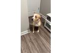 Adopt Bleysi a Tan/Yellow/Fawn Husky / Labrador Retriever / Mixed dog in