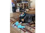 Adopt Wally a Black - with Tan, Yellow or Fawn Doberman Pinscher / Mixed dog in