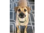 Adopt Daisy a Red/Golden/Orange/Chestnut - with Black Black Mouth Cur / Mixed