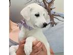 Adopt Boo a White Akbash / Mixed dog in Cashmere, WA (38885640)