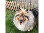 Adopt Tommy a Tan/Yellow/Fawn - with Black Keeshond / Collie / Mixed dog in