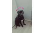 Adopt Maisie a Black - with White American Pit Bull Terrier / Bluetick Coonhound