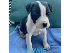 Adopt Howie a Black - with White Shar Pei / Pit Bull Terrier / Mixed dog in