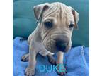 Adopt Duke a Tan/Yellow/Fawn Shar Pei / Pit Bull Terrier / Mixed dog in