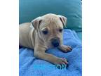 Adopt Preston a Tan/Yellow/Fawn Shar Pei / Pit Bull Terrier / Mixed dog in