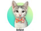Adopt Amherst a Gray, Blue or Silver Tabby Domestic Shorthair (short coat) cat