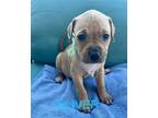 Adopt Oliver a Tan/Yellow/Fawn Shar Pei / Pit Bull Terrier / Mixed dog in