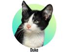 Adopt Duke a Black & White or Tuxedo Domestic Shorthair (short coat) cat in
