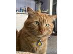 Adopt Tart a Orange or Red Domestic Mediumhair / Mixed (medium coat) cat in