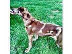 Adopt Scout a Brown/Chocolate Catahoula Leopard Dog / Mixed dog in Woodbridge