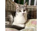 Adopt JIMOTHY a Gray, Blue or Silver Tabby Domestic Shorthair (short coat) cat