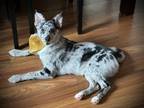 Adopt Archie a Gray/Silver/Salt & Pepper - with White Pomsky / Mixed dog in West