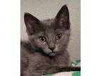 Adopt Bristol a Gray or Blue Domestic Shorthair (short coat) cat in Grayslake