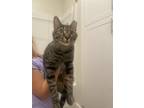 Adopt Major a Spotted Tabby/Leopard Spotted Domestic Mediumhair / Mixed cat in