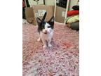 Adopt Chiro a White (Mostly) Domestic Shorthair / Mixed cat in Raytown