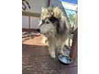 Adopt Molly a Gray/Silver/Salt & Pepper - with White Husky / Mixed dog in San