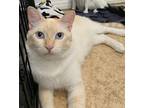 Adopt Poofy RC PetSmart a Cream or Ivory Domestic Shorthair (short coat) cat in