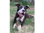 Adopt Caleb (Courtesy Post) a Gray/Silver/Salt & Pepper - with White Pit Bull