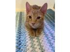 Adopt Sandra a Orange or Red Domestic Shorthair / Domestic Shorthair / Mixed cat