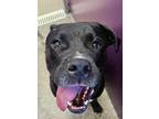 Adopt Lupina a Black Shepherd (Unknown Type) / Boxer / Mixed dog in TRINIDAD