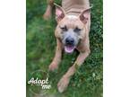 Adopt Tuco a Tan/Yellow/Fawn - with White Pit Bull Terrier / Mixed dog in Lyons