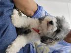 Adopt Presley a White - with Gray or Silver Shih Tzu / Poodle (Miniature) /